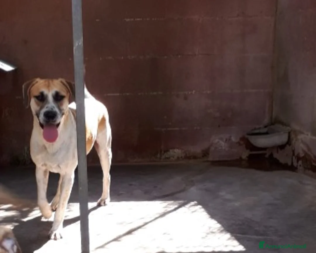 Meticcio cani in regalo: Whisky cucciolone dolcissimo cerca casa  a Roma - Annuncio 4