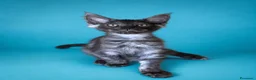 Maine Coon gatti in vendita: Maschietti di Cuccioli Maine Coon  - Annuncio 2