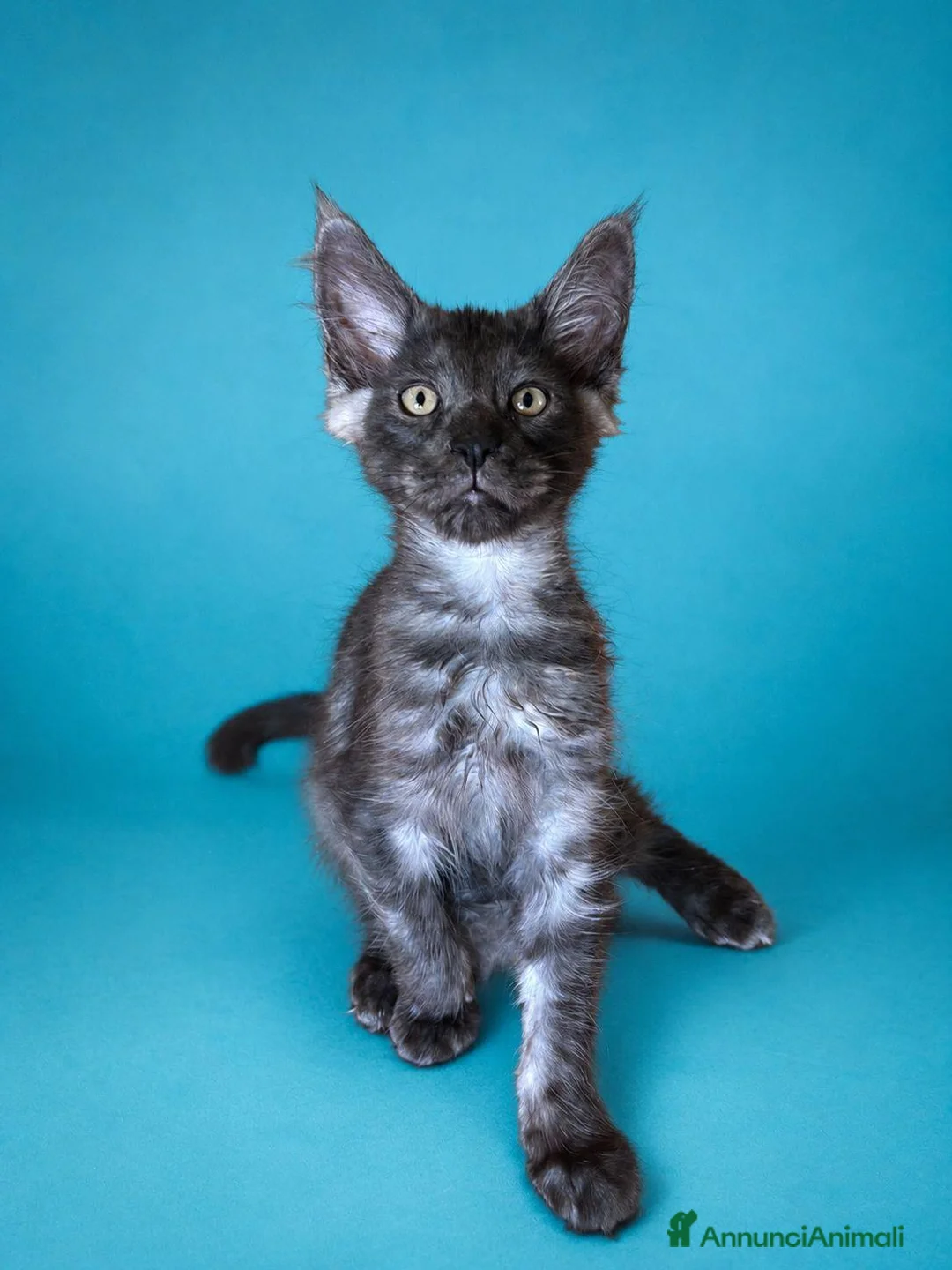Maine Coon gatti in vendita: Maschietti di Cuccioli Maine Coon  - Annuncio 2