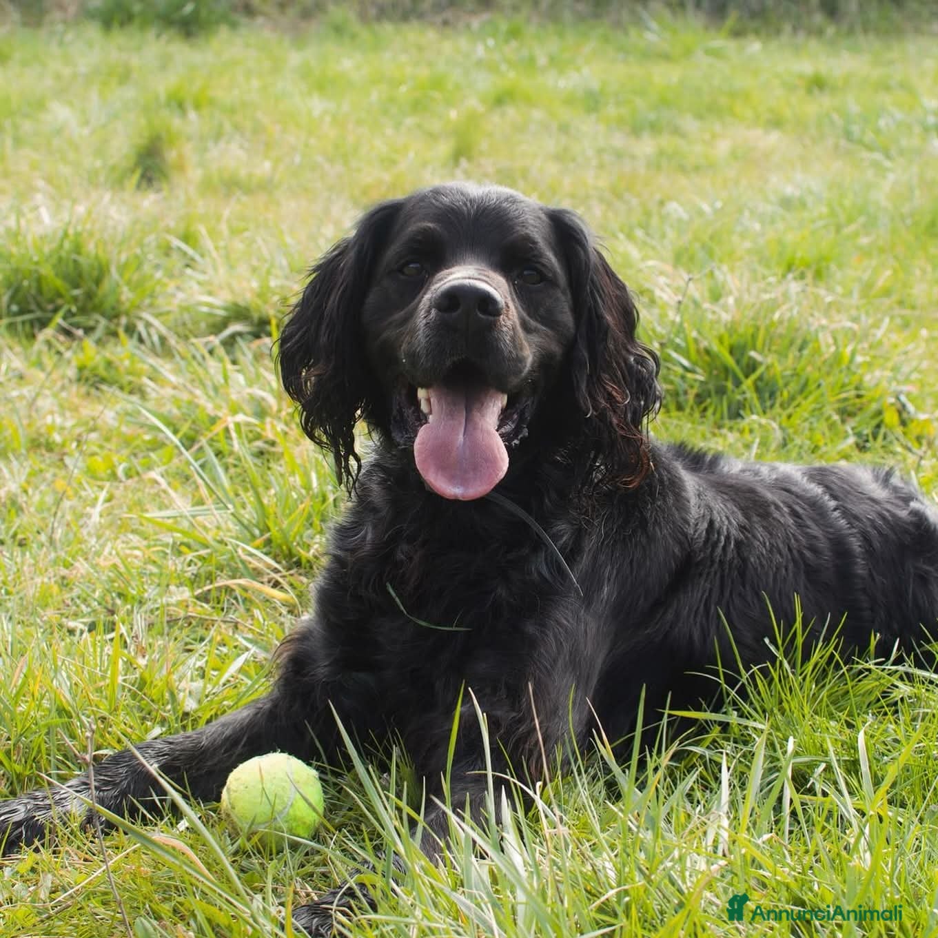 Meticcio cani Biondo cerca casa  - Annuncio 8