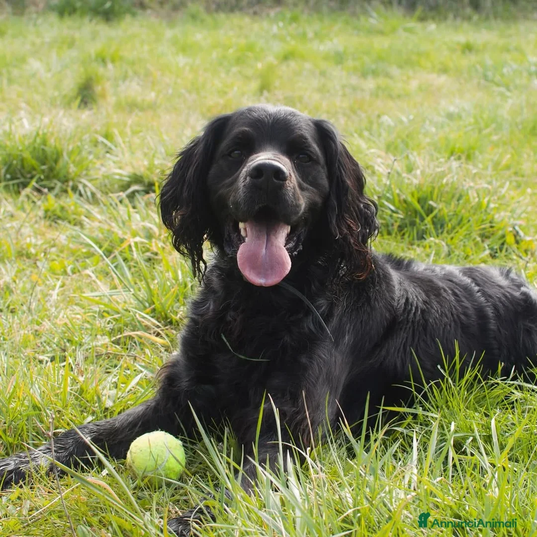 Meticcio cani in regalo: Biondo cerca casa  - Annuncio 1