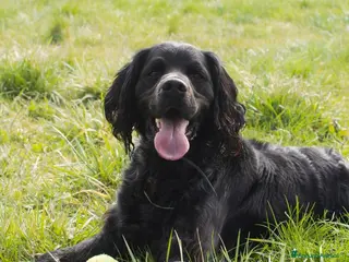 Meticcio cani Biondo cerca casa - Annuncio 8