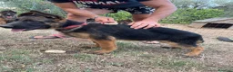 Pastore Tedesco cani in vendita: Cuccioli da esposizione  - Annuncio 19