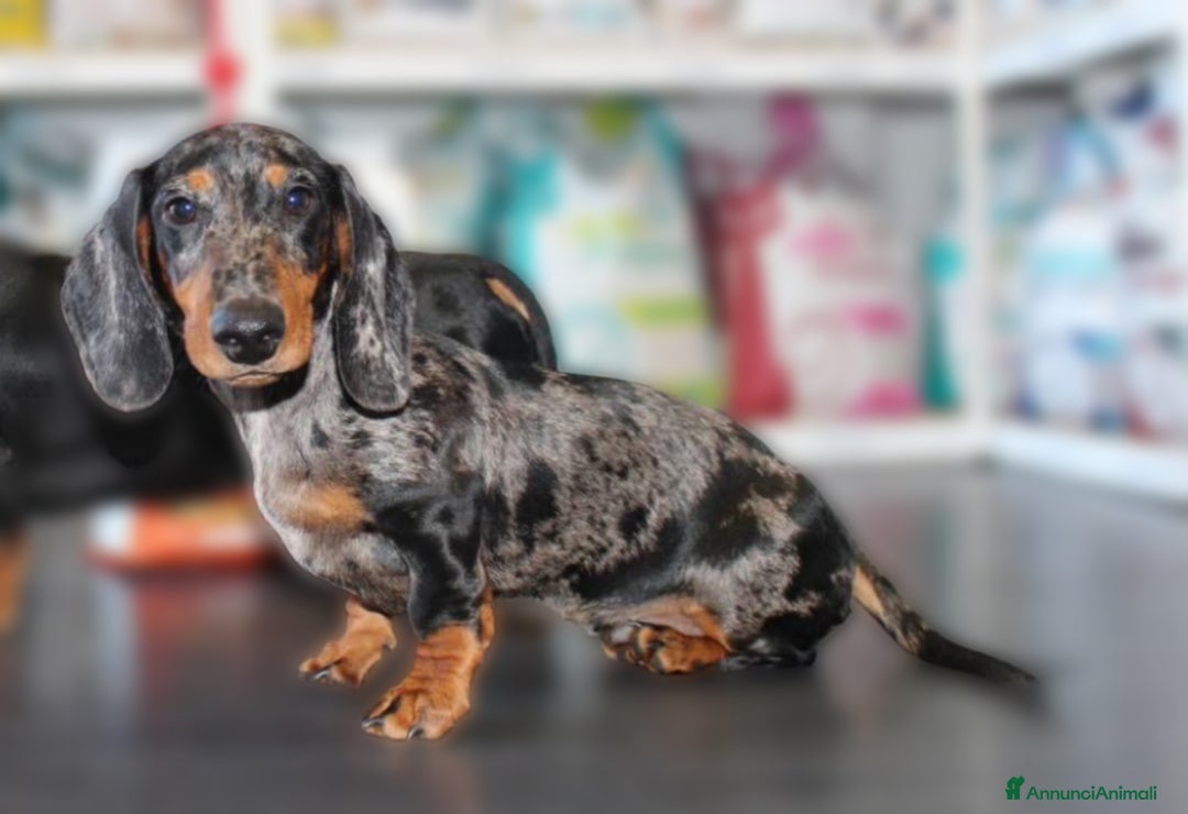 Bassotto cani in vendita: Bassotto tedesco nano pelo corto a Città metropolitana di Roma Capitale - Immagine 5