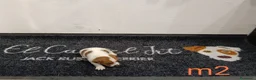 Jack Russell cani in vendita: Cuccioli di jack Russell pedigree Roi  - Annuncio 7