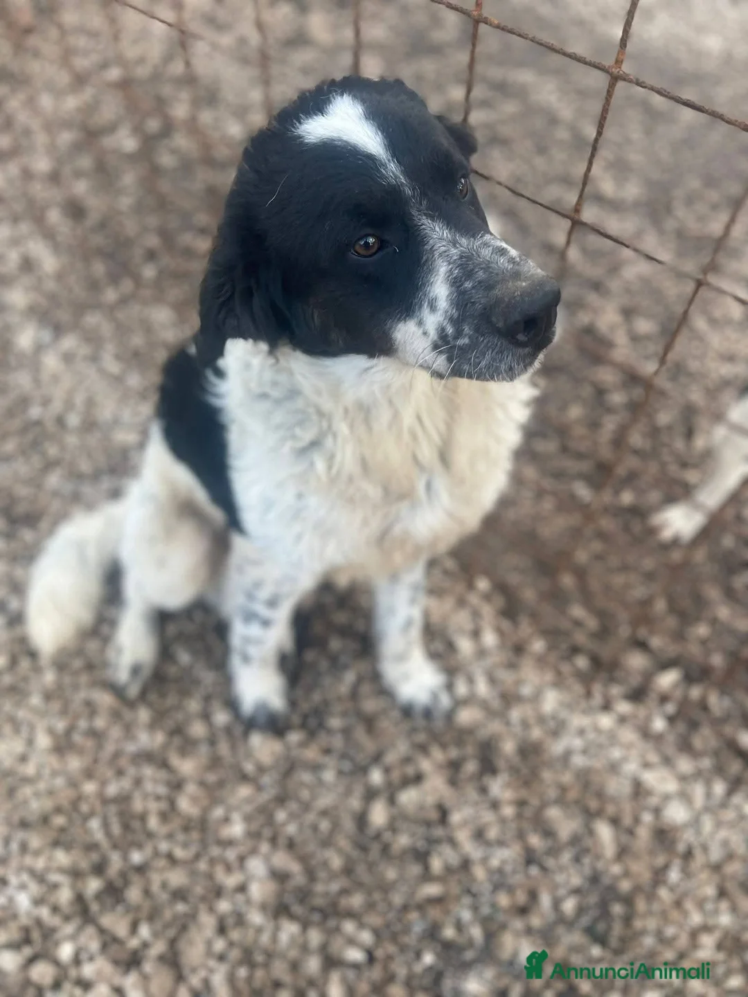 Meticcio cani in regalo: 10 mesi, buono come il pane, taglia media,  - Annuncio 2
