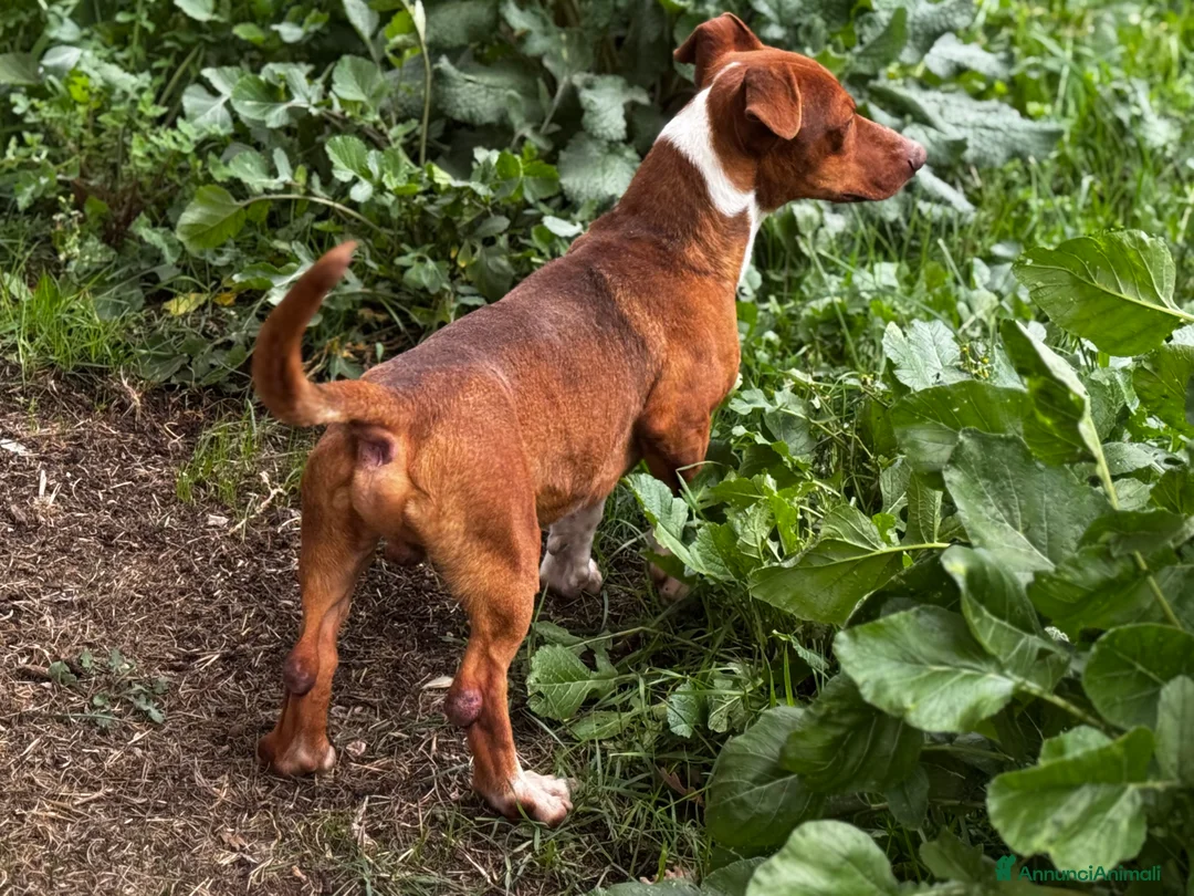 Meticcio cani in regalo: Socievole cucciolone similBassotto 1 anno 12 lg - Annuncio 3