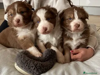 Australian Shepherd cani CUCCIOLE PASTORE AUSTRALIANE RED TRICOLOR - Annuncio 2