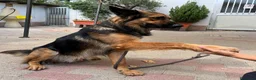 Meticcio cani in regalo: NEO BELLISSIMO PASTORE TEDESCO - Annuncio 5