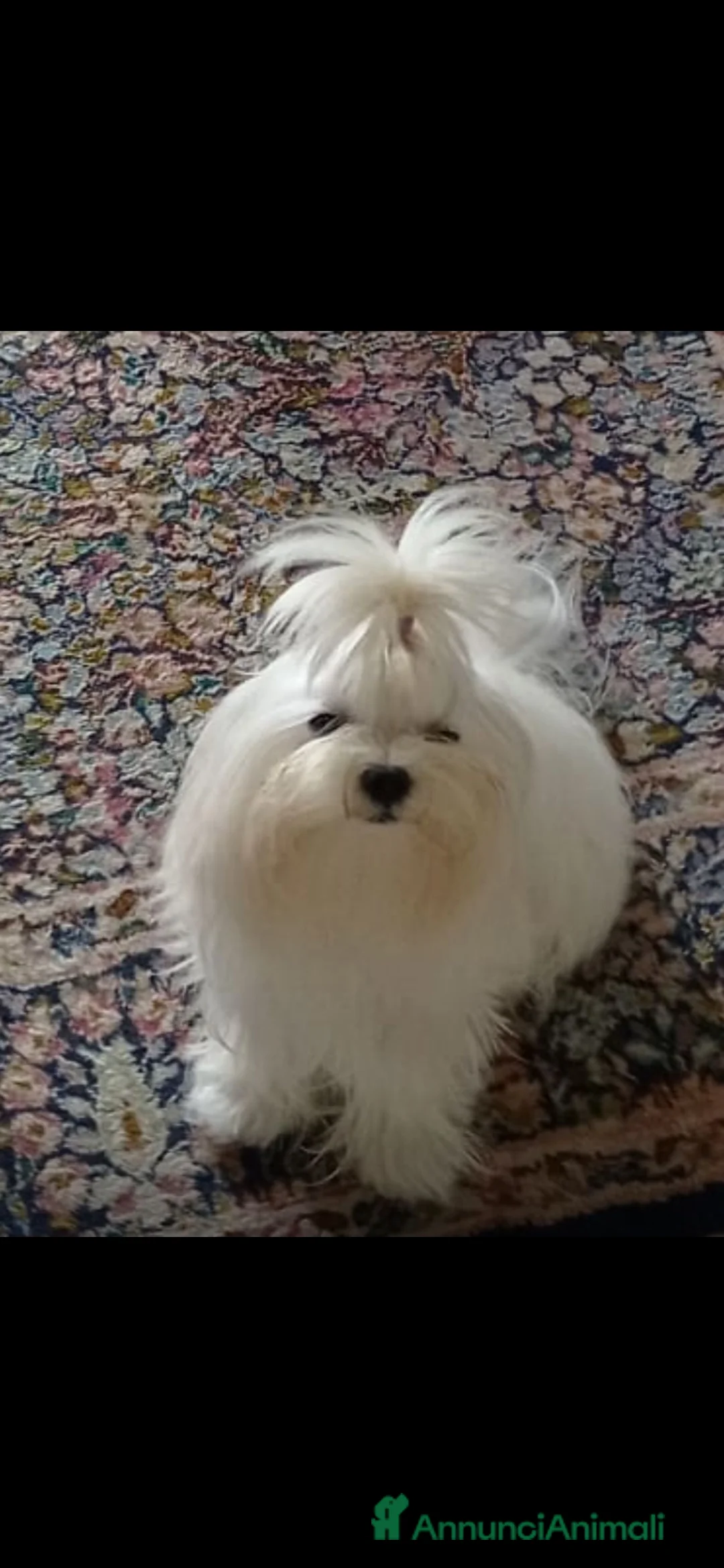 Maltese cani per accoppiamento: Accoppiamento  - Annuncio 2