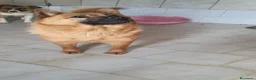 Chow Chow cani in regalo: Grazia, Chow Chow Mix in canile - Annuncio 4