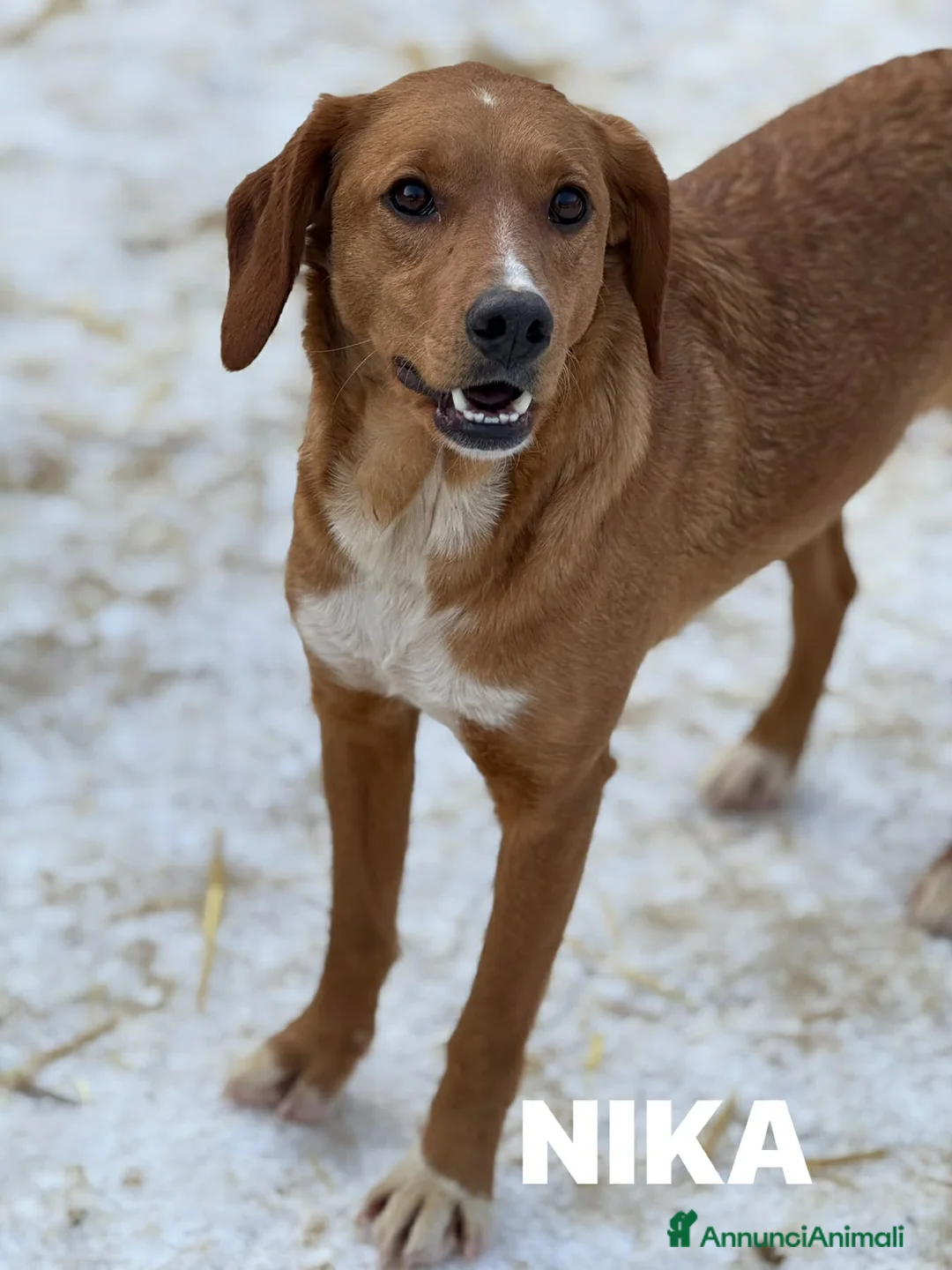 Meticcio cani in regalo: YULI & NIKA, sorelline simpaticissime  - Annuncio 8