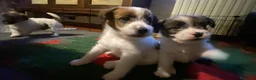 Jack Russell cani in vendita: Cucciolo maschio JACK RUSSELL TERRIER pelo ruvido - Annuncio 16