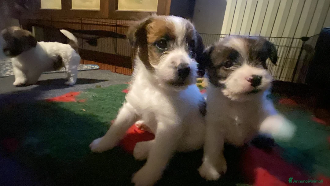 Jack Russell cani in vendita: Cucciolo maschio JACK RUSSELL TERRIER pelo ruvido - Annuncio 16