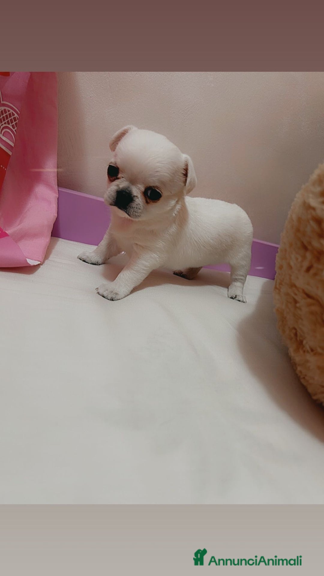 Chihuahua cani in vendita: Chihuahua micro  a Provincia di Foggia - Immagine 2