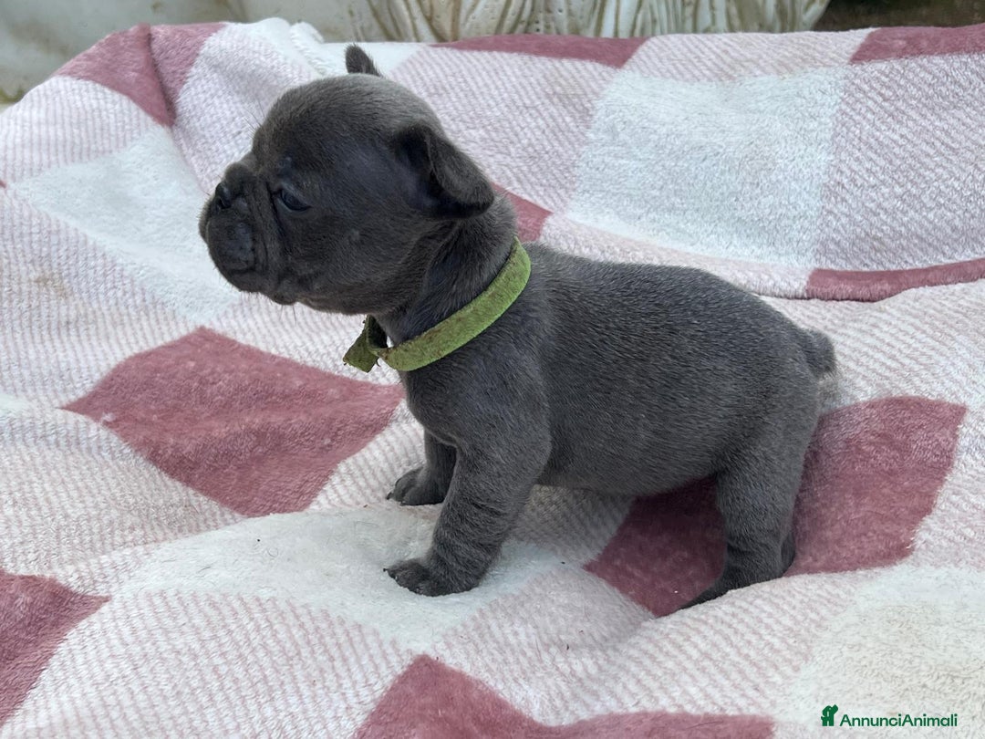 Bulldog Francese cani in vendita: Cuccioli bulldog francese esotici blu - Annuncio 2
