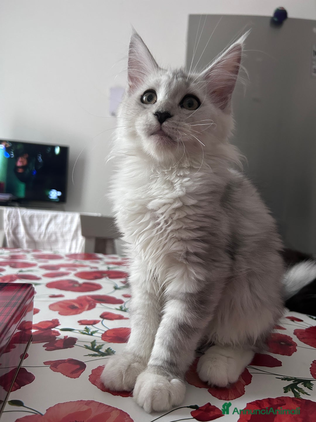 Maine Coon gatti in vendita: Maine Coon femmina ped. Anfi - Annuncio 3