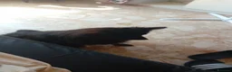 Volpino Italiano cani in vendita: Volpina  - Annuncio 3