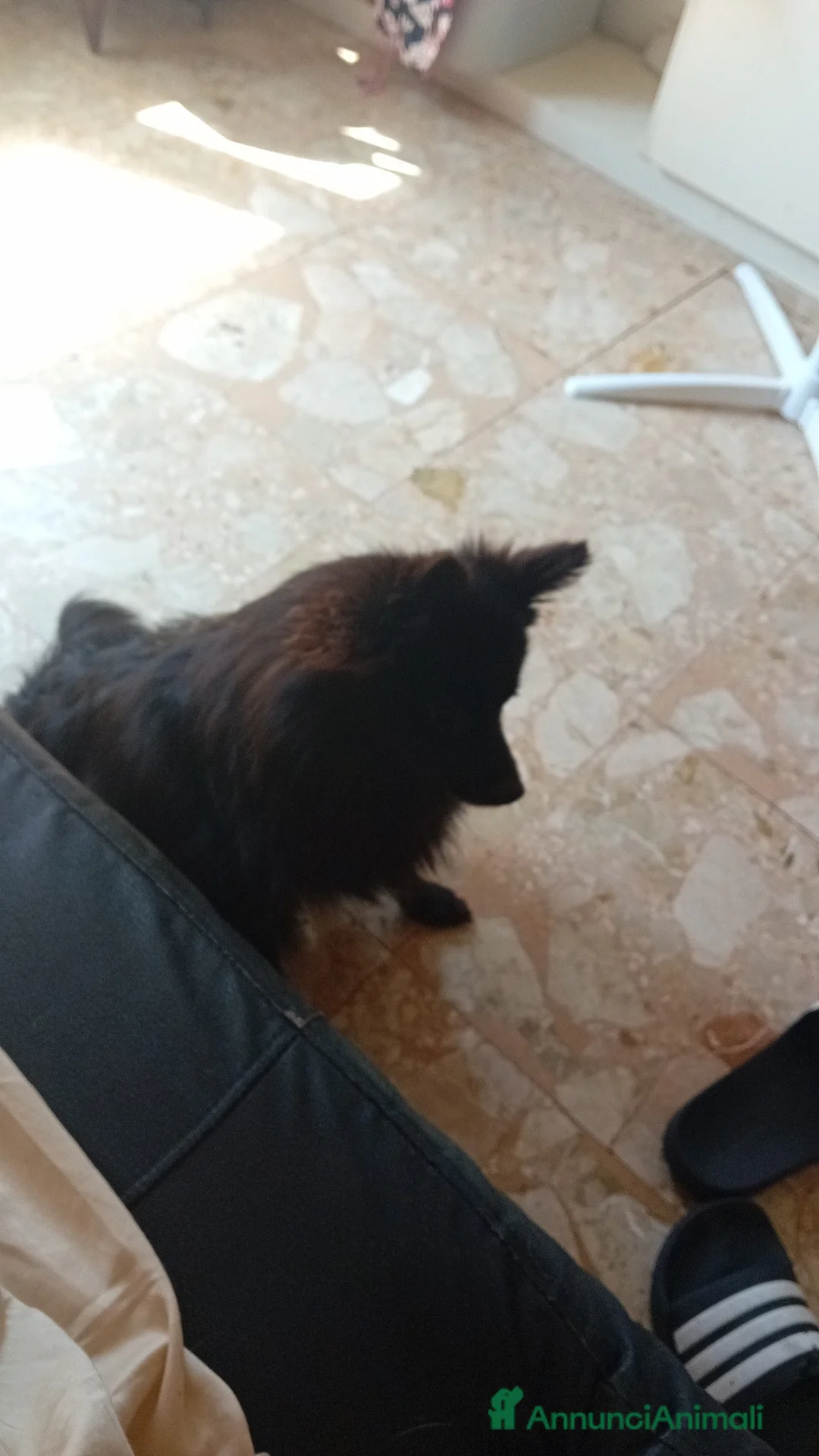 Volpino Italiano cani in vendita: Volpina  - Annuncio 3