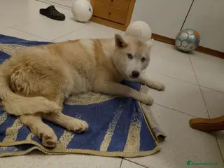 Husky cani Cuccioli di siberian husky - Annuncio 3
