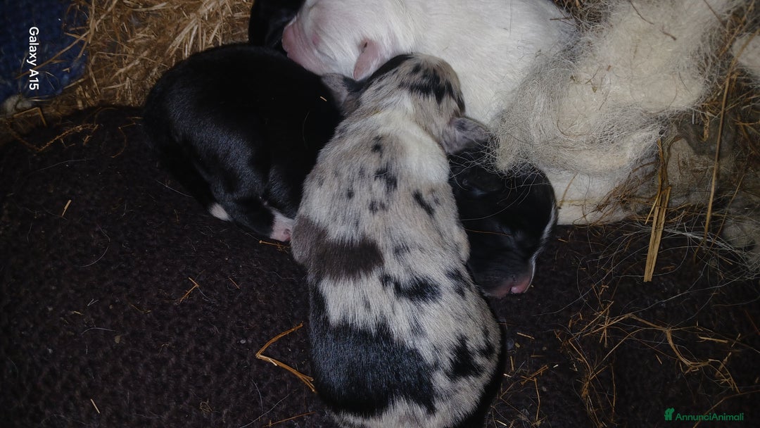 Meticcio cani in vendita: cuccioli pastore australian collie - Annuncio 8