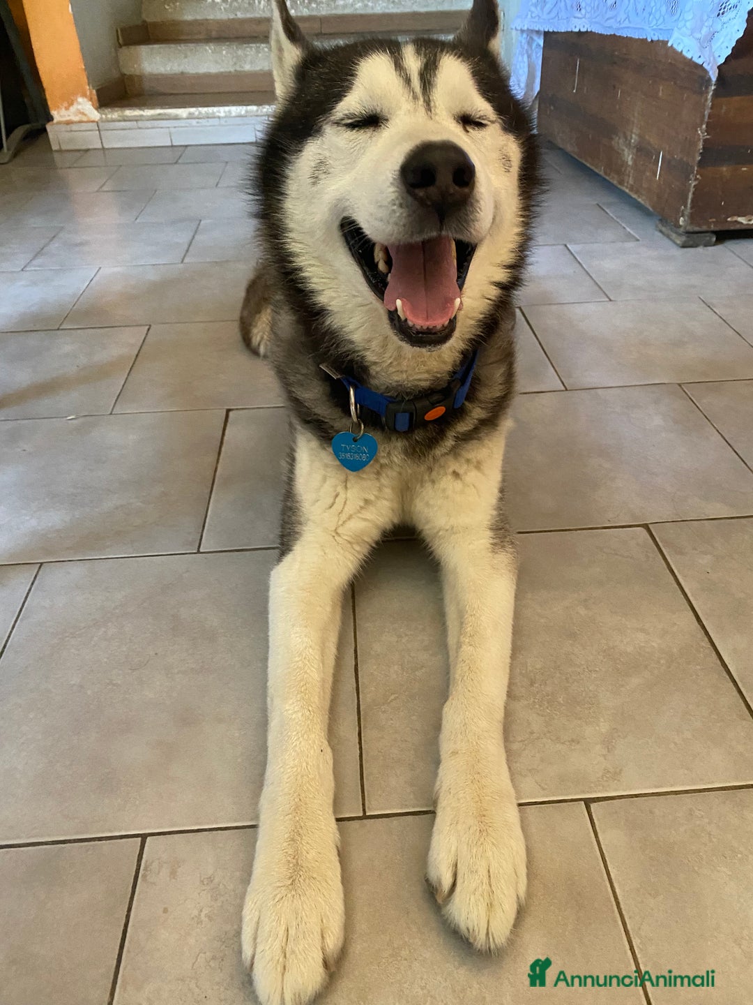 Husky cani per accoppiamento: Tyson cerca compagna  - Annuncio 3