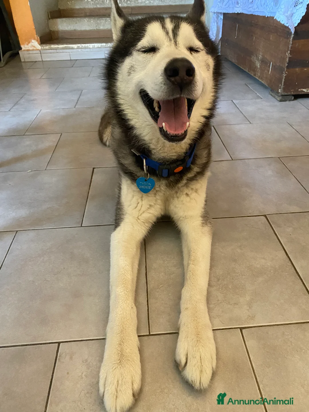 Husky cani per accoppiamento: Tyson cerca compagna  - Annuncio 3