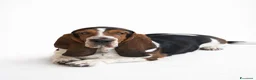 Bassethound cani in vendita: Cuccioli Bassethound a Provincia di Lecce - Annuncio 11