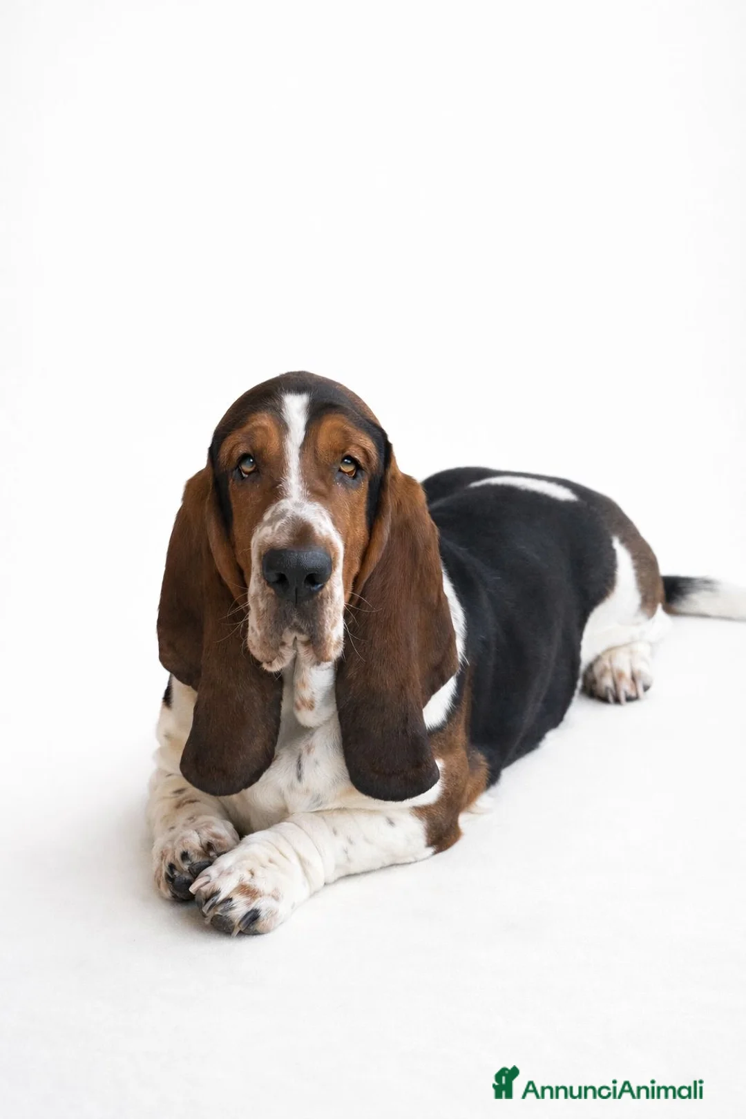 Bassethound cani in vendita: Cuccioli Bassethound a Provincia di Lecce - Annuncio 11