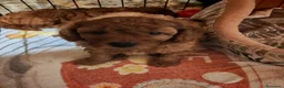 Barboncino cani in vendita: Barboncino nano - Annuncio 5