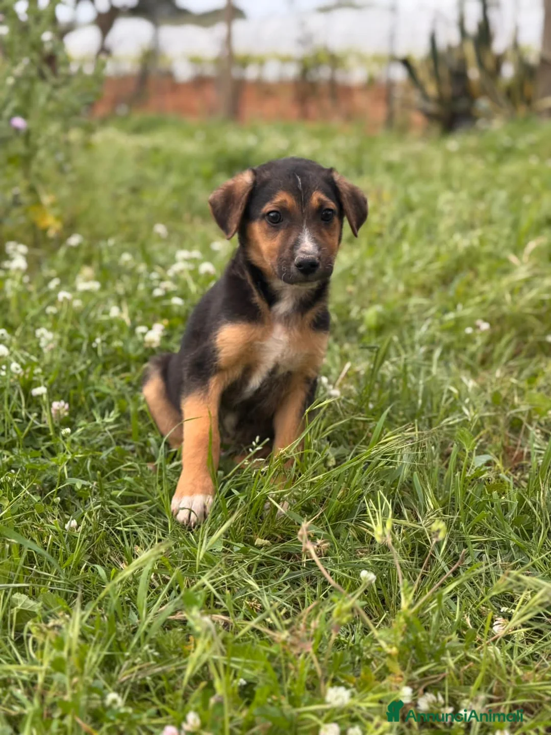 Meticcio cani in regalo: LUNA, LORENZO, LORENA, LENI E LEILA - Annuncio 2