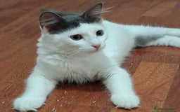 Europeo gatti in regalo: Pandino e Frangetta - Immagine 2