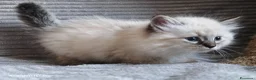 Siberiano gatti in vendita: Cuccioli siberiani  - Annuncio 3