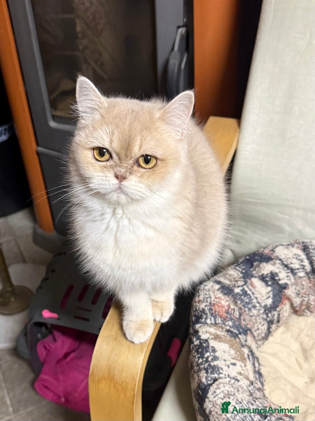 British gatti in vendita: British femmina lilac golden  - Annuncio 1