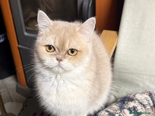 British gatti British femmina lilac golden - Annuncio 11