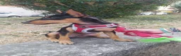 Meticcio cani in regalo: Pino, cucciolo abbandonato in un recinto a Città Metropolitana di Napoli - Annuncio 3