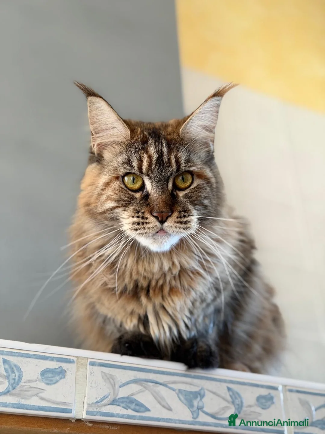 Maine Coon gatti in vendita: Gatto Maine Coon Black Tortie femmina - Annuncio 2