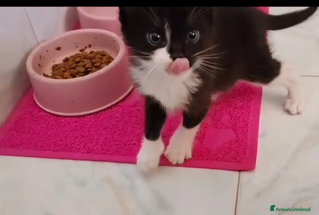 Meticcio gatti in regalo: Margot e Lupin, 1 mese e mezzo mici cercano casa  - Annuncio 1