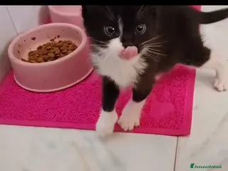 Meticcio gatti Margot e Lupin, 1 mese e mezzo mici cercano casa - Annuncio 7