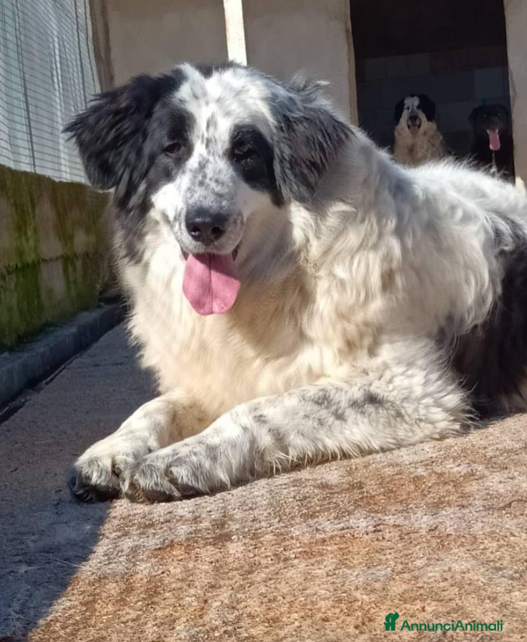 Meticcio cani in regalo: CAROLINA dolce cagnolona 2 anni cerca casa a Provincia di Latina - Annuncio 2