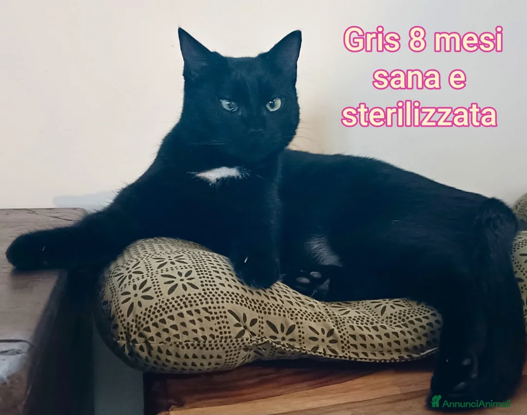 Europeo gatti in regalo: ADOTTA UN GATTINO! - Annuncio 9