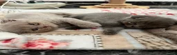 British gatti in vendita: gattini Scottish Fold e British Shorthair - Annuncio 7