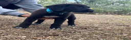 Meticcio cani in regalo: Eren meraviglioso cucciolo nero con le scarpine  - Annuncio 3