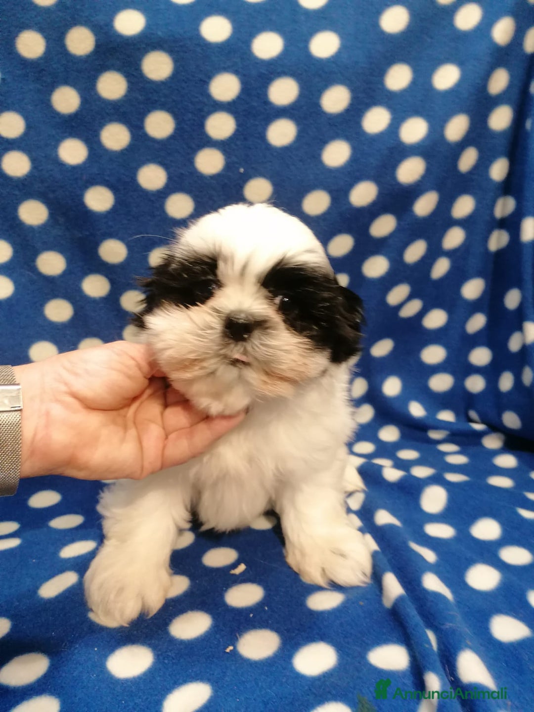 Shih Tzu cani in vendita: Shih Tzu imperiale cuccioli - Annuncio 1