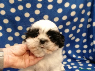 Shih Tzu cani Shih Tzu imperiale cuccioli - Annuncio 20