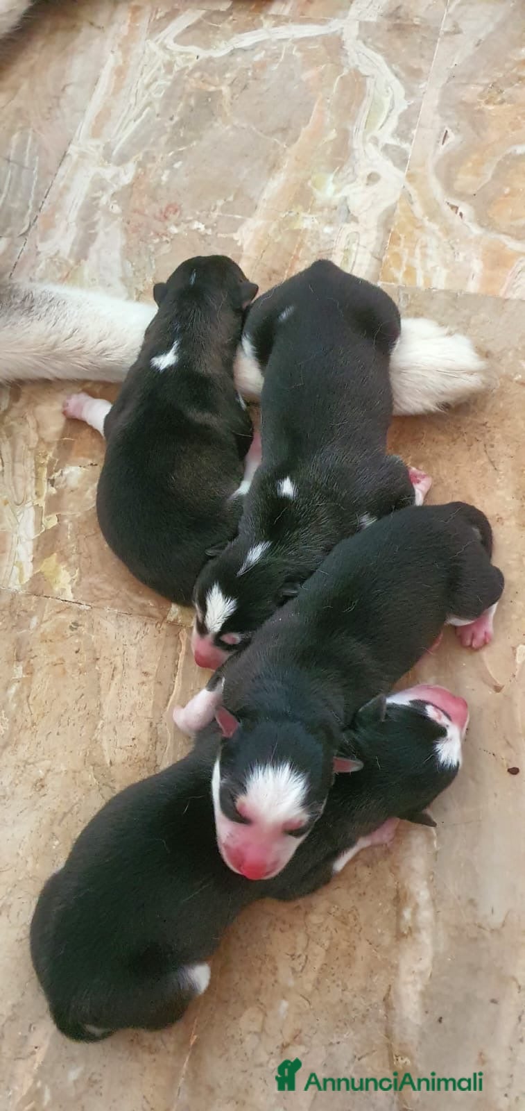 Husky cani Cuccioli Husky Siberian  - Annuncio 2