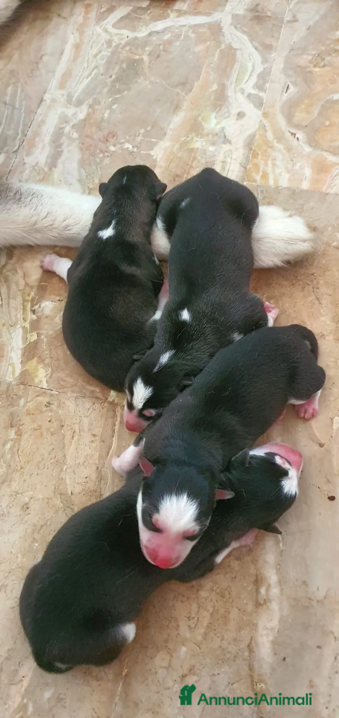Husky cani in vendita: Cuccioli Husky Siberian  a Provincia di Verona - Annuncio 2