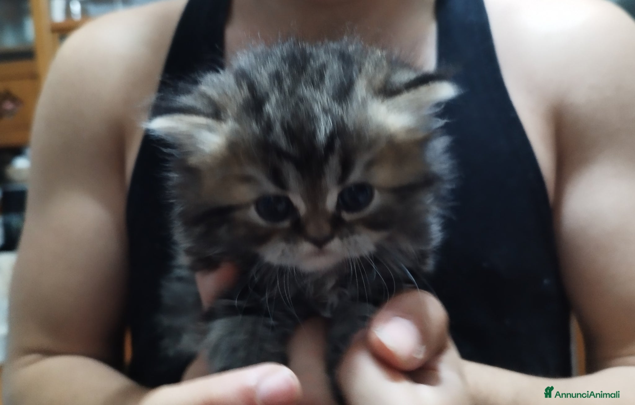 Persiano gatti Persiani silver schaded - Annuncio 24