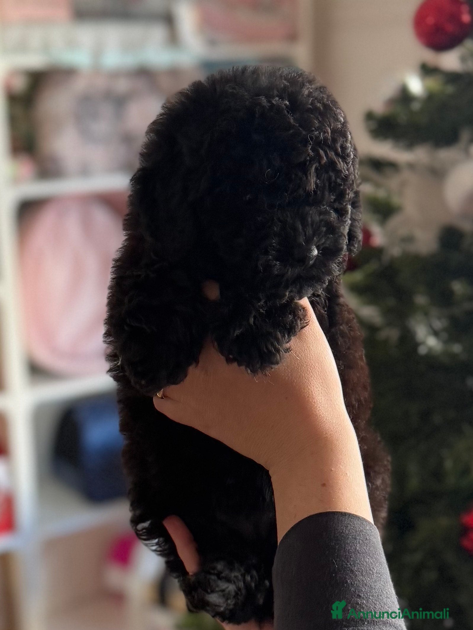 Barboncino cani CUCCIOLO DI BARBONCINO - Annuncio 7