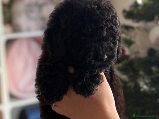 Barboncino cani CUCCIOLO DI BARBONCINO - Annuncio 1